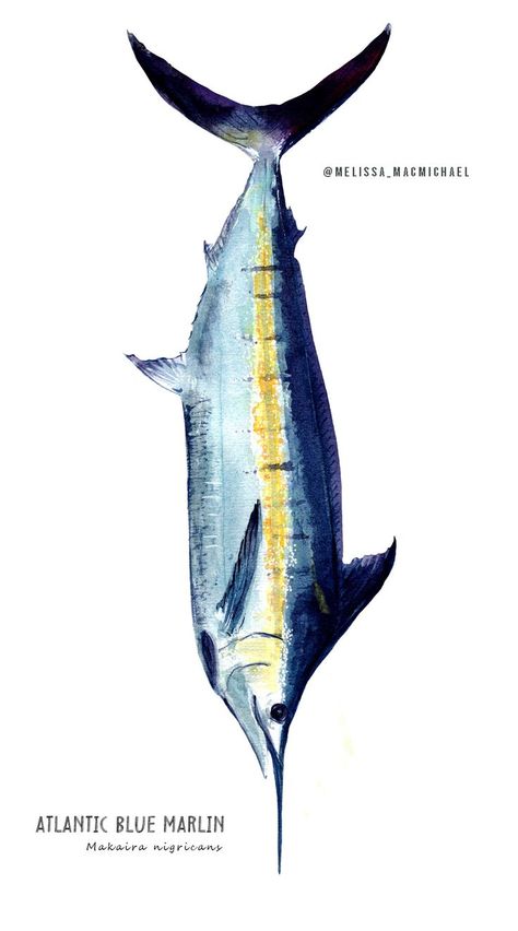 Blue Marlin Fish, Pelagic Fish, Ocean Habitat, Ocean Art Painting, Marine Wildlife, Blue Marlin, Ocean Fish, Watercolor Fish, Fish Crafts