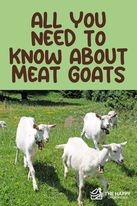 4h Goats, Meat Goats, Nigerian Goats, Goat Health, Keeping Goats, Goat Shelter, Small Goat, Show Goats, Pet Goat