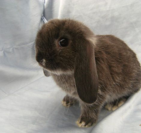 Brown Floppy Ear Bunny, Flop Eared Bunny, Floppy Ear Bunny, Lop Eared Rabbit, Lop Bunnies, Floppy Eared Bunny, Bunny House, Fluffy Bunny, Puppies And Kitties