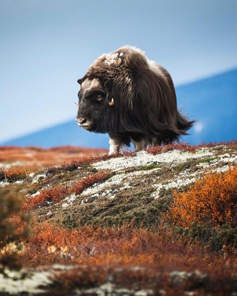 Beautiful Wild Animals, Buffalo Art Print, Viking Aesthetic, North American Animals, Musk Ox, American Animals, Interesting Animals, Majestic Animals, Wildlife Nature