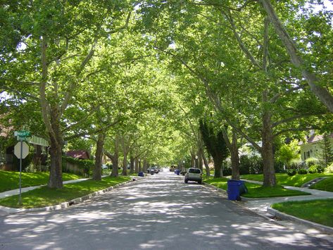 Tree Lined Street Neighborhood Aussie Beach, Tree Lined Street, Classic Facade, Hamptons Style Homes, Planting Trees, Street Trees, Small Town Life, American Houses, Beautiful Streets