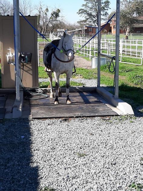 Horse Tie Up Post, Diy Horse Tie Post, Horse Tying Post, Horse Cross Ties Ideas, Horse Tie Post, Dream Barn Stables, Paddock Paradise, Riding Tips, Hitching Post