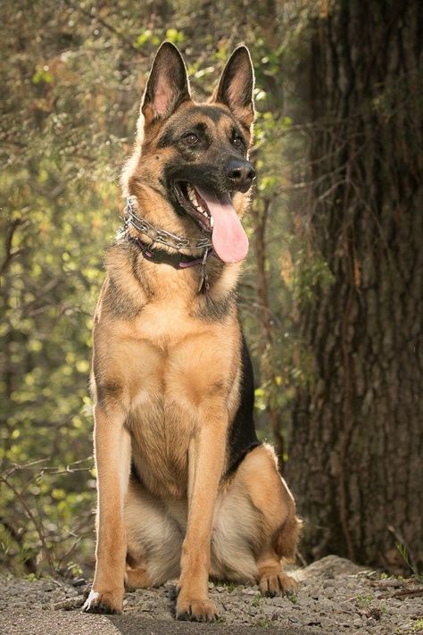 German Shepherd Care, German Shepherd Photography, Baby German Shepherds, German Shepherd Photos, German Sheperd Dogs, German Shepherd Pictures, Scary Dogs, Most Popular Dog Breeds, Coban