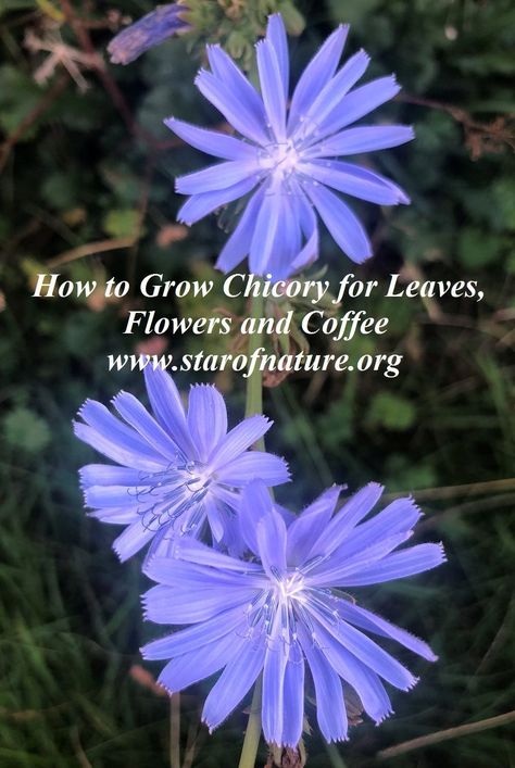 Chicory Plant, Allotment Planning, Chicory Flower, Flowers And Coffee, Wild Crafting, Flower Salad, Winter Salads, Sustainable Homestead, Food Foraging