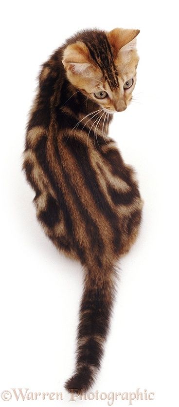 Tabby cat looking round Cat Looking Down Reference, Marble Bengal Cat, Meeting For The First Time, Brown Tabby Cat, Cat Poses, Cat Tabby, Cat References, Bengal Kittens, Tabby Cats