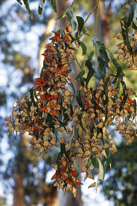 See monarch butterflies in all their glory on this California road trip Butterfly Biosphere, Pacific Coast Road Trip, Monterey Cypress, Moonstone Beach, California Road Trip, Avila Beach, California Trip, Monarch Butterflies, Pacific Grove