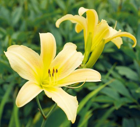 Hemerocallis Hyperion, Daylily Hyperion, Day Lily Hyperion,Hyperion Daylily, Midseason Daylily, Yellow daylilies, Yellow Daylily, Yellow flowers, Yellow Hemerocallis Vermont Garden, Prairie Planting, Full Sun Perennials, Sun Perennials, Day Lilies, Hummingbird Garden, Traditional Garden, Plant Combinations, Buy Plants