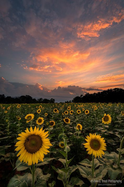 Sunflower Field Pictures, Visit Maryland, Sunflower Farm, Sunflower Tattoo Shoulder, Pastel Background Wallpapers, Field Of Sunflowers, Giant Sunflower, Sunflower Pictures, Sky Photography Nature