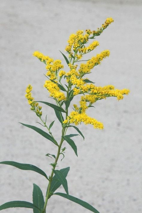 Solidago Flower, Sun Moon Earth, Goldenrod Flower, Bee Friendly Plants, Moon Earth, Valley Flowers, Written In The Stars, Golden Rod, Flower Meanings