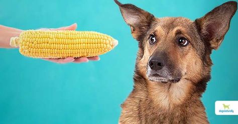 Corn cobs are often the cause of a very dangerous condition that could send your dog to the vet. Learn what to do if your dog ate corn cob ... Can Dogs Eat Corn, Veterinary Emergency, Corn Cob, Corn On Cob, Can Dogs Eat, Dog Eating, Dog Owners, For Dogs, Dog Breeds