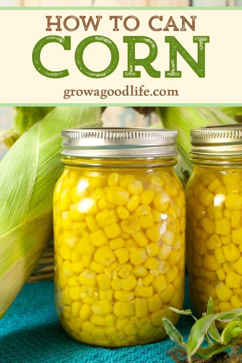 There is nothing like the flavor of freshly harvested corn. Take advantage of the abundance of crisp sweet corn and preserve it for winter meals. Learn how to can corn into shelf stable jars for your pantry food storage. How To Can Corn, Freezing Fresh Corn, Pickled Corn, Freezing Corn, Canning Corn, Pantry Food Storage, Corn Harvest, Sweet Corn Recipes, Can Corn