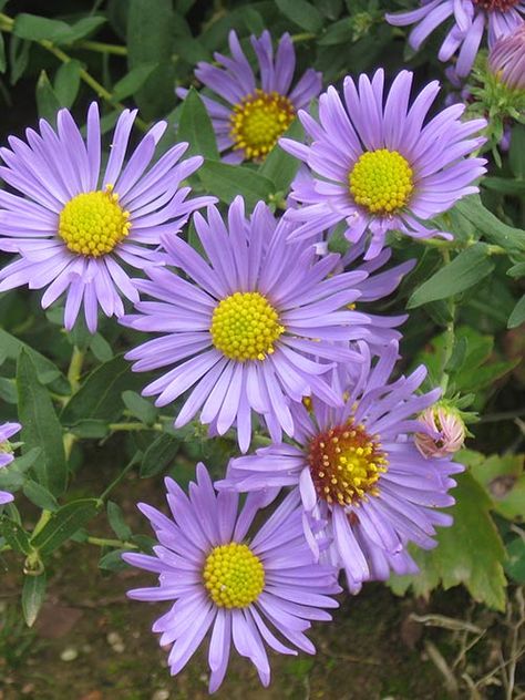 The longest blooming of our native asters, lasting up to and sometimes beyond two months; the small oblong leaves have a lemony scent. Coastal Plain, Seeds, Plants