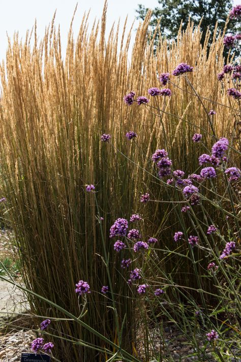 Calamagrostis 'Karl Foerster' and Verbena Bonariensis Verbena Bonariensis And Grasses, Grass Karl Forester, Landscaping With Karl Forester, Karl Forester, Karl Forester Landscaping, Karl Foerster Grass Landscaping, Verbena Bonariensis, Calamagrostis Karl Foerster, Garden Spells