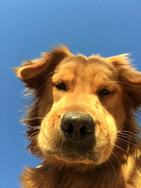 loliviachels Blue Sky, Close Up, Dogs, Animals, Blue