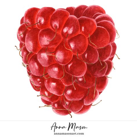 Raspberry - Anna Mason Art Fruit Drawing, Anna Mason, Fruits Drawing, Afrique Art, Watercolor Food, Watercolor Fruit, Illustration Botanique, Botanical Painting, Botanical Watercolor