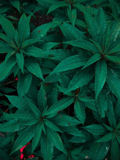 Cannibis Plant Aesthetic, Flower Medicine, Ur Welcome, Green Wallpapers, Badass Wallpaper, Badass Wallpaper Iphone, Jamaican Flag, Feminine Spirituality, Spark Up