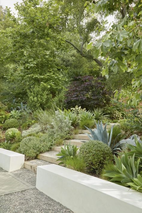 Masculine Garden, Agave Garden Design, Gravel Steps, Slope Landscaping Ideas, Kalanchoe Beharensis, Forest Pansy, Dracaena Draco, Screen In Porch, California Landscaping