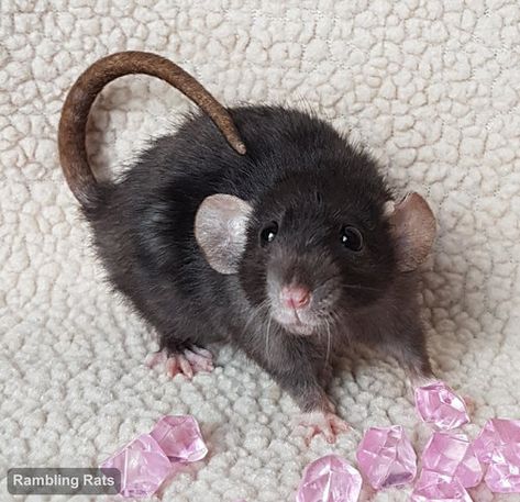 black dwarf rat Black Dumbo Rat, Two Headed Rat, Rex Rat, Rat Head, Gothic Lifestyle, Dumbo Rat, Black Rat, Drawing Refrences, Fancy Rat