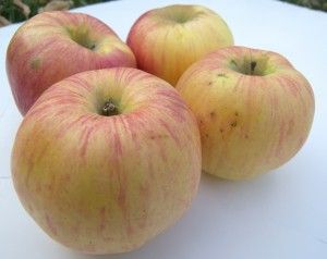 Northern Spy Heirloom Apples, Growing Grains, Apple Tree Care, Best Apple Pie, Apple Varieties, Farmhouse Garden, Gold Apple, Gardening Diy, Apple Apple