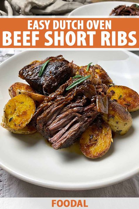 For an unforgettable meat course, learn how to cook our recipe for Dutch oven bone-in short ribs. Braised for hours and hours in an aromatic liquid with balsamic vinegar, soy sauce, beef stock, and fresh rosemary, they are incredibly tender and flavorful. Read more now on Foodal. #dutchovenrecipes #shortribs #foodal Oven Short Ribs Recipe, Dutch Oven Short Ribs, Oven Short Ribs, Short Ribs Dutch Oven, Beef Short Ribs Oven, Soy Sauce Beef, Short Ribs In Oven, Short Rib Recipes Oven, Short Ribs Braised