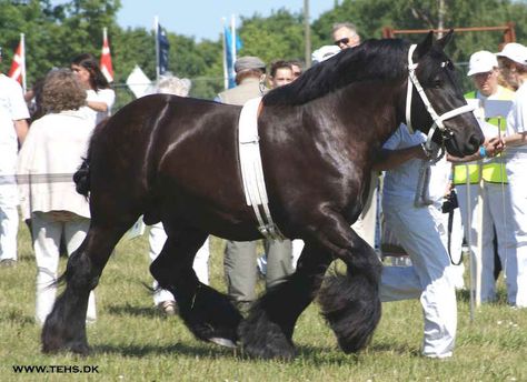 Rare black Jutland horse. Img: Jydske Heste Jutland Horse, Muscular Shoulders, Pony Breeds, Mane N Tail, Draft Horses, Horse Breeds, Horseback Riding, Beautiful Horses, Horses