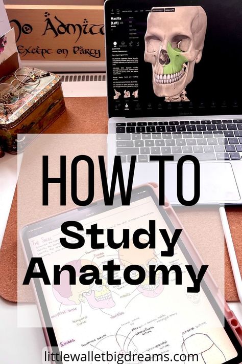 The best study methods for learning anatomy. Study Tips For Anatomy, Study For Anatomy And Physiology, Human Anatomy Study Tips, Study Methods Medical School, Ways To Study Anatomy And Physiology, Studying Human Anatomy, How To Study For Anatomy, Anatomy Learning Tips, Studying Anatomy And Physiology Tips