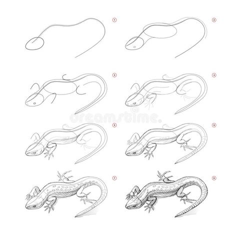 Animal Sketches Easy, Cartoon Lizard, Realistic Animal Drawings, Education Vector, Beginner Drawing Lessons, Easy Animal Drawings, Procreate Ipad Art, Sketches Tutorial, Draw Sketch