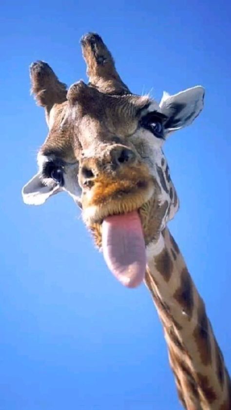 Funny Animal Faces, Summer Animals, Giraffe Pictures, Regnul Animal, Animals Quotes, Giraffe Art, Cute Giraffe, Cute Animals Images, Animal References