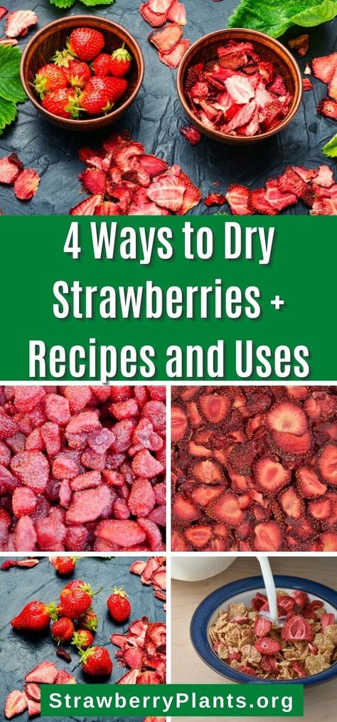 Learn how to dehydrate or dry strawberries the easy way! We've presented 4 methods to preserve your strawberries easily. With recipes and uses! How To Use Dehydrated Strawberries, Dehydrator Recipes Strawberries, Dehydrated Strawberry Recipes, Dehydrated Strawberries Recipes, How To Freeze Dry Strawberries, Dried Strawberries In The Oven, How To Dehydrate Fruit, Dried Strawberry Recipes, Freeze Dried Strawberry Recipes