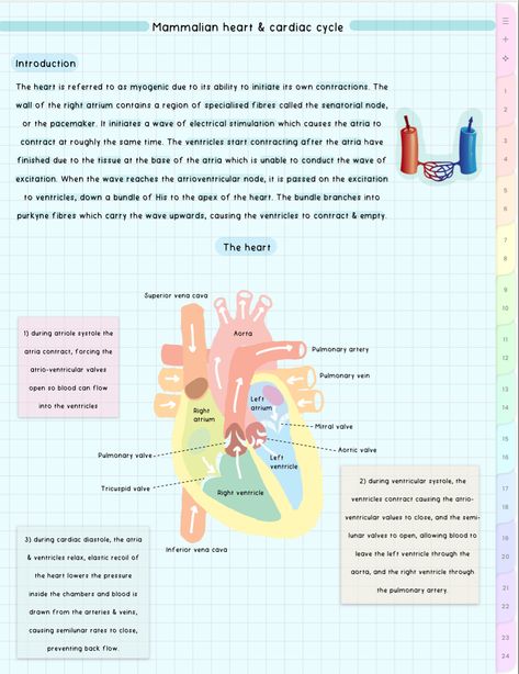 cute aesthetic biology notes Reproduction In Animals Notes, Cardiac Cycle Notes, Aesthetic Biology Notes, Reproduction In Animals, Aesthetic Biology, Aesthetic School Notes, Biology Topics, Notes Idea, Cardiac Cycle