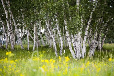 Buy Multi Stem Silver Birch | Betula Pendula Multi Stem | Hopes Grove Nurseries Silver Birch Tree, Birch Trees Landscaping, Betula Pendula, Spiral Tree, Hedging Plants, Blue Plants, Gravel Garden, Specimen Trees, Grasses Garden