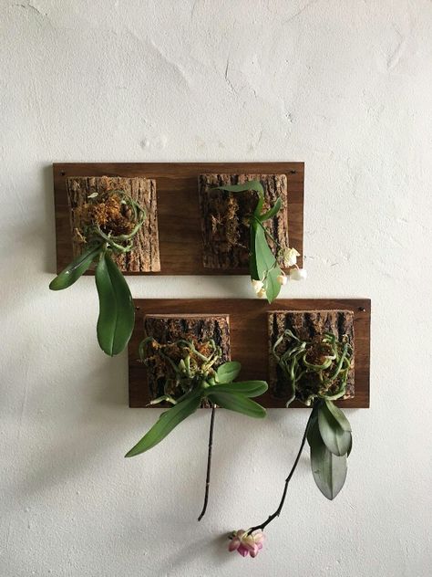 Orchid Mounting Ideas, Orchid Display Ideas, Hanging Plant Ideas, Orchid Display, Outdoor Design Ideas, Ideas For Small Apartments, Orchid Wall, Hanging Orchid, Indoor Orchids