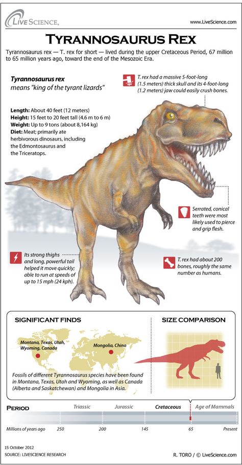 Dinosaur Profile: Tyrannosaurus Rex (Infographic) Carnivorous Dinosaurs, Types Of Dinosaurs, Dinosaur Facts, Cretaceous Period, Dinosaur Pictures, Paleo Art, Extinct Animals, Dinosaur Theme, Jurassic Park World