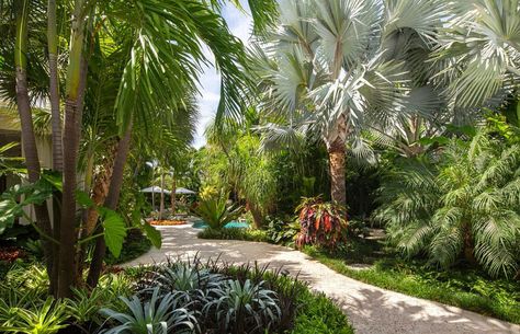 Small Tropical Garden Ideas, Tropical Planting, Tropical Backyard Landscaping, Tropical Landscape Design, Tropical Garden Ideas, Landscape Backyard, Garden Tropical, Yard Inspiration, Tropical Garden Design