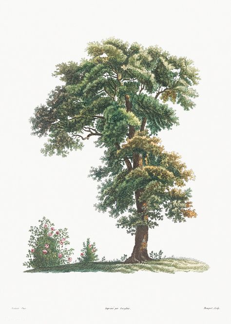 Tree from La Botanique de J. J. Rousseau by Pierre-Joseph Redouté (1759–1840). Original from the Library of Congress. Digitally enhanced by rawpixel. | free image by rawpixel.com / Library of Congress (Source) Botanical Science, Rose Illustration, Illustration Botanique, Vintage Botanical Prints, Vintage Tree, Tree Illustration, Tree Drawing, Vintage Art Prints, Vintage Botanical