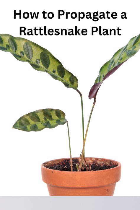 Boost your indoor jungle by propagating your Rattlesnake plant. Cut a leaf and stem, dip in rooting hormone, and plant in a pot with suitable mix. Keep in indirect sunlight and moist soil. Watch new growth emerge with patience! Rattlesnake Plant Propagation, Calathea Rattlesnake Plant Care, Rattlesnake Plant Care, Rattlesnake Plant, Calathea Lancifolia, Inside Plants, Indirect Sunlight, Plant Health, Plant Cuttings