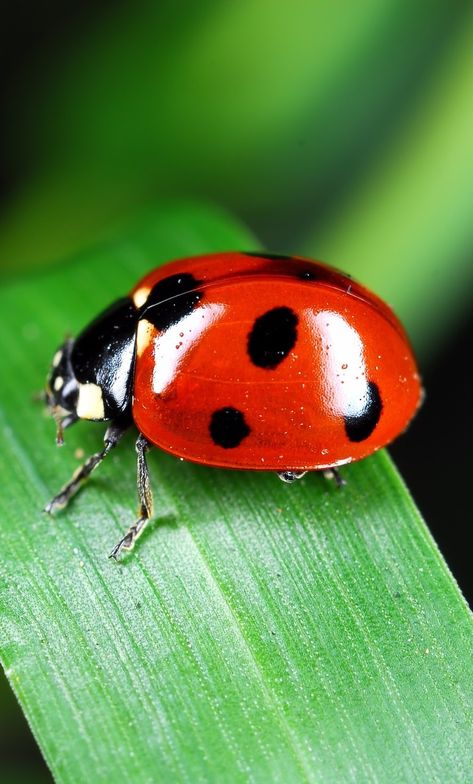 Picture of a red ladybug on a leaf. #insect #red #ladybug Ladybug On A Leaf, Pictures Of Insects, Lady Beetle, Leaf Animals, Ladybug Art, Wild Animals Pictures, Beautiful Bugs, Insect Art, Bugs And Insects