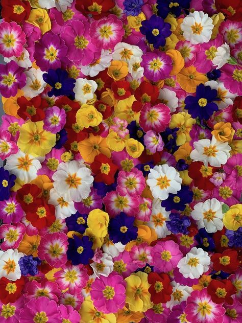 Primrose Wallpaper, Pop Art Lesson, Colorful Flowers Wallpaper, Floral Collage, Flower Iphone Wallpaper, Nothing But Flowers, Unusual Plants, Dresses Indian, Flowers Wallpaper