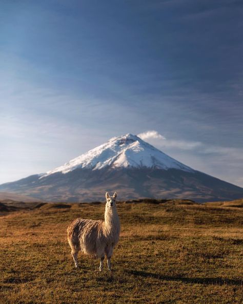 Just chatting a bit with the locals ... @tierradelvolcan was our home for a few days while we explored the paramo around Cotopaxi (19,347… Downhill Bike, The Locals, All Inclusive, Ecuador, Alpaca, National Park, Hiking, Bike, On Instagram