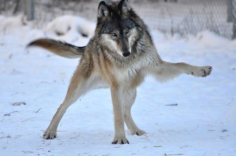 funny wolf playing the snow Wolf Demon, Wolf Poses, Wolf Paw, Therian Stuff, Animal Reference, Wolf Photos, Dog Poses, Animal Study, Wolf Pictures