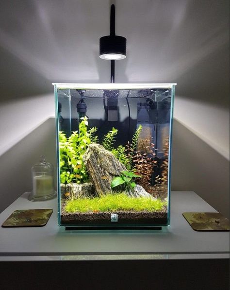 Small Aquascape Ideas, Shrimp Tank Aquascape, Fish Tank Themes, Aquarium Set, Betta Fish Types, Cool Fish Tanks, Small Fish Tanks, Aquascape Design, Fish Tank Design