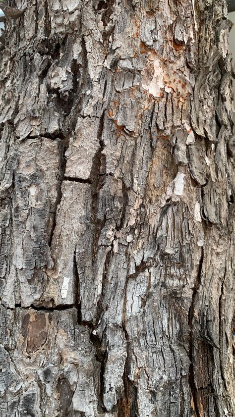 Tree Bark Tattoo, Bark Idea, Nature Macro, Tree Pictures, Dead Tree, Tree Textures, Macro Photos, Reference Poses, Tree Bark