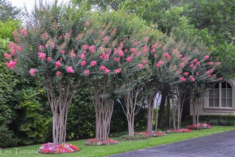 Tuscarora Crape Myrtle – Lee Ann Torrans Gardening Crepe Myrtles Along Fence, Tuscarora Crape Myrtle, Crepe Myrtle Landscaping, Classy Garden, Corner Landscaping, Crepe Myrtle Trees, Outdoor Topiary, Florida Landscaping, Myrtle Tree