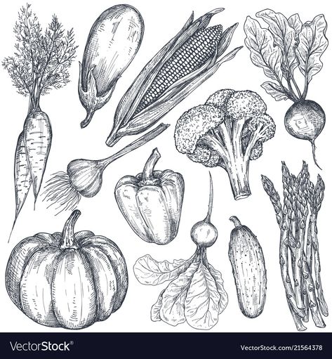 Drawn Vegetables, Vegetable Tattoo, Farm Vegetables, Cabbage Broccoli, Chef Tattoo, Vegetable Drawing, Menue Design, Grocery Market, Vegetable Illustration