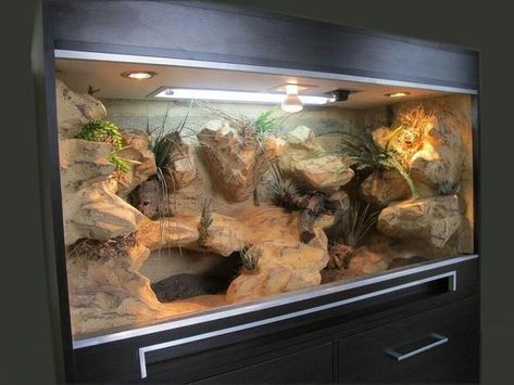 Bearded Dragon Lovers Only | Does anyone know how these built in looking things are made or if we can buy them | Facebook Iguana Pet, Bearded Dragon Vivarium, Bearded Dragon Terrarium Ideas, Terrariums Diy, Snake Terrarium, Bearded Dragon Terrarium, Bearded Dragon Enclosure, Bearded Dragon Cage, Gecko Terrarium