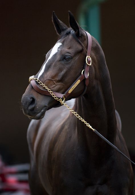 Zenyatta Thoroughbred Horse, Majestic Horse, All The Pretty Horses, Horse Crazy, Limassol, Clydesdale, Pretty Horses, Horse Photography, Horse Pictures