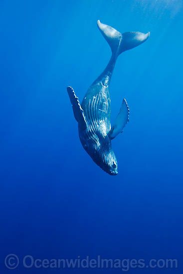 Blue Whale Photo, Tropical Underwater, Blue Whale Size, Albino Humpback Whale, Humpback Whale Breaching, Whale Coming Out Of Water, Swimming With Dolphins, Whale Stuffed Animal, Sea Mammal