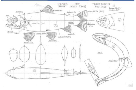 Fish Carving Patterns Fish Carving Pattern, Fish Wood Carving Patterns, Fish Carvings Wood, Bird Carving Patterns, Fish Wood Carving, Trout Art, Fish Carving, Whittling Projects, Wood Spoon Carving