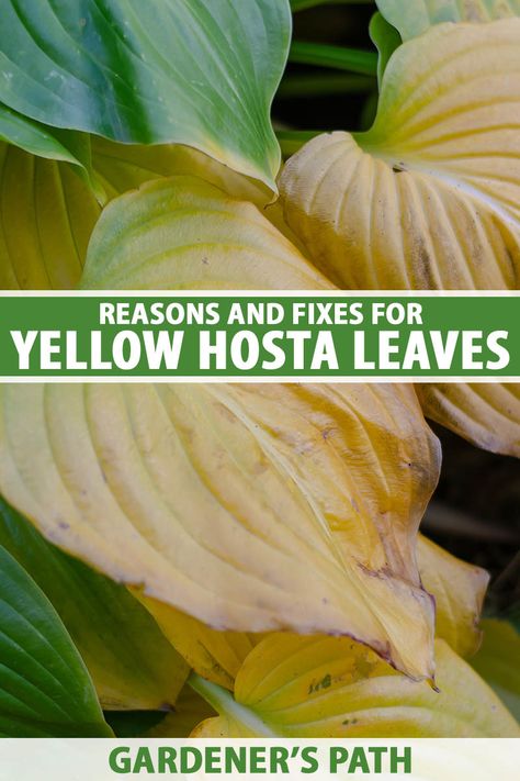 Hosta Care Tips, Fertilizer For Hostas, Hostas Care, Hostas Landscaping, Transplant Hostas, Hosta Leaves, Hosta Care, Plant Leaves Turning Yellow, Shade Gardening