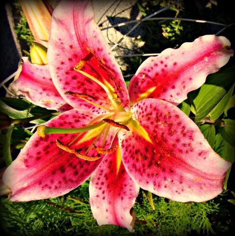 dragon lily flower | red dragon lily by Izzy Luca - Nature Up Close Flowers Dragon Lily Flower, Dragon Lilies, Dragon Lilly, Dragon Lily, Lily Pictures, Lillies Tattoo, Dragon Flower, Lilies Flowers, Purple Lily